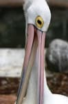 Sample 4 – Pelican