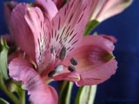 Sample 2 – Peruvian lily