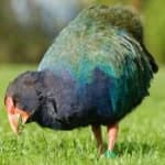 Sample 4 – Takahe