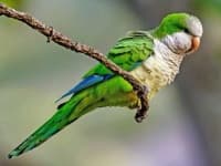 Sample of Parakeet