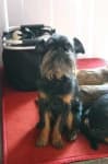 Sample 1 – Brabancon griffon