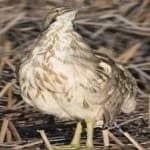 Sample 2 – American bittern