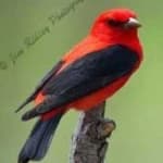 Sample 5 – Scarlet tanager
