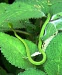 Sample 3 – Vine snake