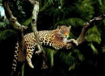 Sample 5 – Leopard