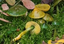 Sample 2 – Hygrocybe