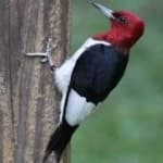 Sample 2 – Red headed woodpecker