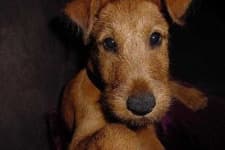 Sample 6 – Irish terrier