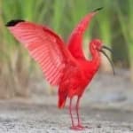 Sample 5 – Scarlet ibis