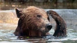 Sample 4 – Bear