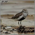 Sample 4 – Red backed sandpiper