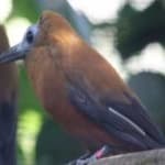 Sample 6 – Capuchinbird