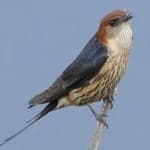 Sample 1 – Stripped swallow