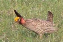 Sample 6 – Prairie chicken