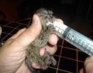 Sample 5 – Marmoset