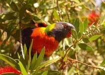 Sample 4 – Lorikeet