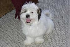 Havanese image dataset preview