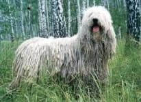 Sample 1 – Komondor