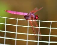 Sample 6 – Dragonfly