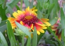 Sample 4 – Blanket flower