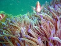Sample 1 – Sea anemone