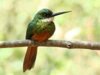 Sample 4 – Jacamar