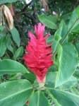 Sample 2 – Red ginger