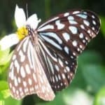 Sample 3 – Butterfly