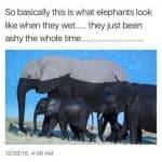 Sample 3 – Elephant