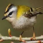 Sample 3 – Common firecrest