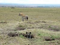 Sample 4 – Hyena