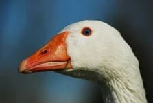 Sample 3 – Goose