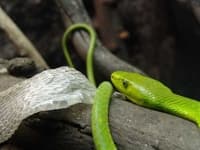 Sample 4 – Green mamba