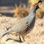 Sample 4 – Gambels quail