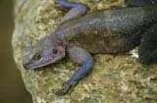 Sample 5 – Agama