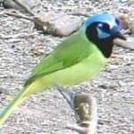 Sample 6 – Green jay