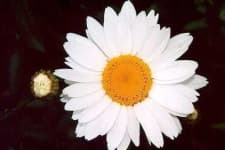 Sample 6 – Oxeye daisy
