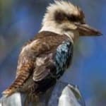 Sample 6 – Kookaburra