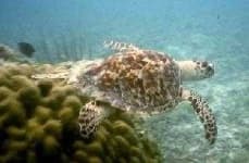 Sample 3 – Hawksbill