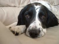 Sample 5 – English springer