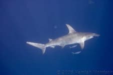 Sample 6 – Hammerhead