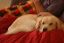 Sample 2 – Great pyrenees