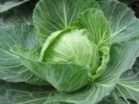 Sample of Damage to cabbage leaves