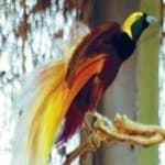 Sample 9 – Bird of paradise bird