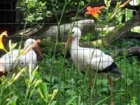 Sample 5 – White stork