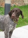 Sample 4 – German short haired pointer