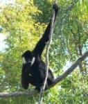 Sample 3 – Gibbon