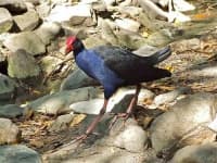 Sample 5 – European gallinule