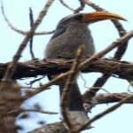Sample 4 – Malabar hornbill