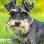 Sample 3 – Schnauzer